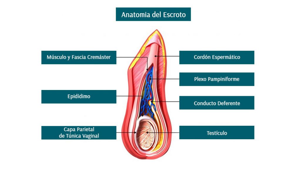Anatomía del Escroto
